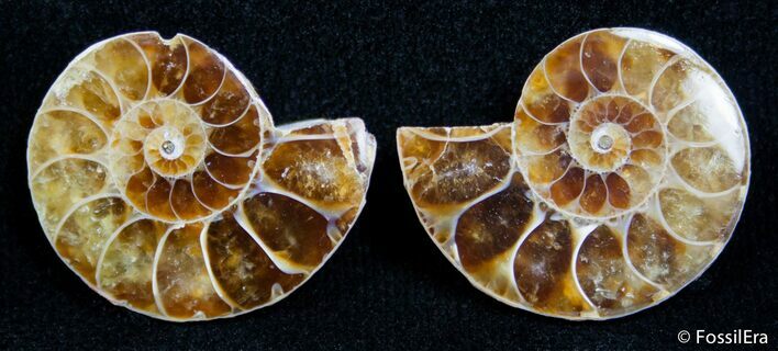 Inch Split Ammonite Pair #2669